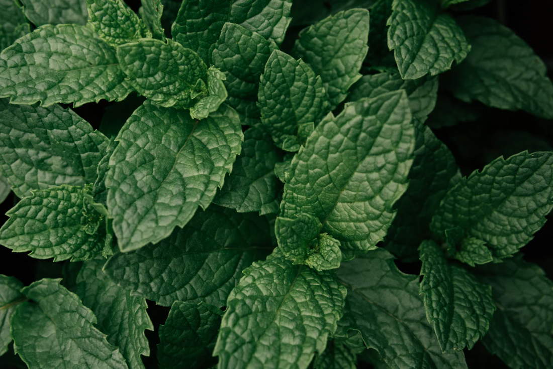 đż Menthe poivrĂ©e : fraĂźcheur et clartĂ© pour apaiser lâesprit