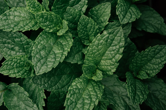 🌿 Menthe poivrée : fraîcheur et clarté pour apaiser l’esprit