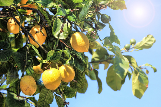🍋 Citron. Énergie douce, clarté retrouvée.